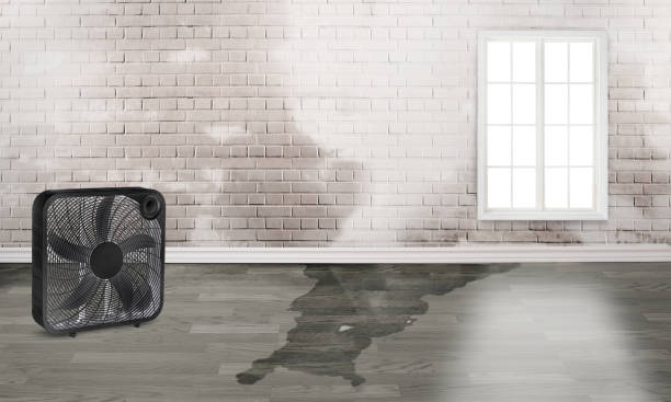Best Sewage cleanup and water damage restoration  in Dadeville, AL